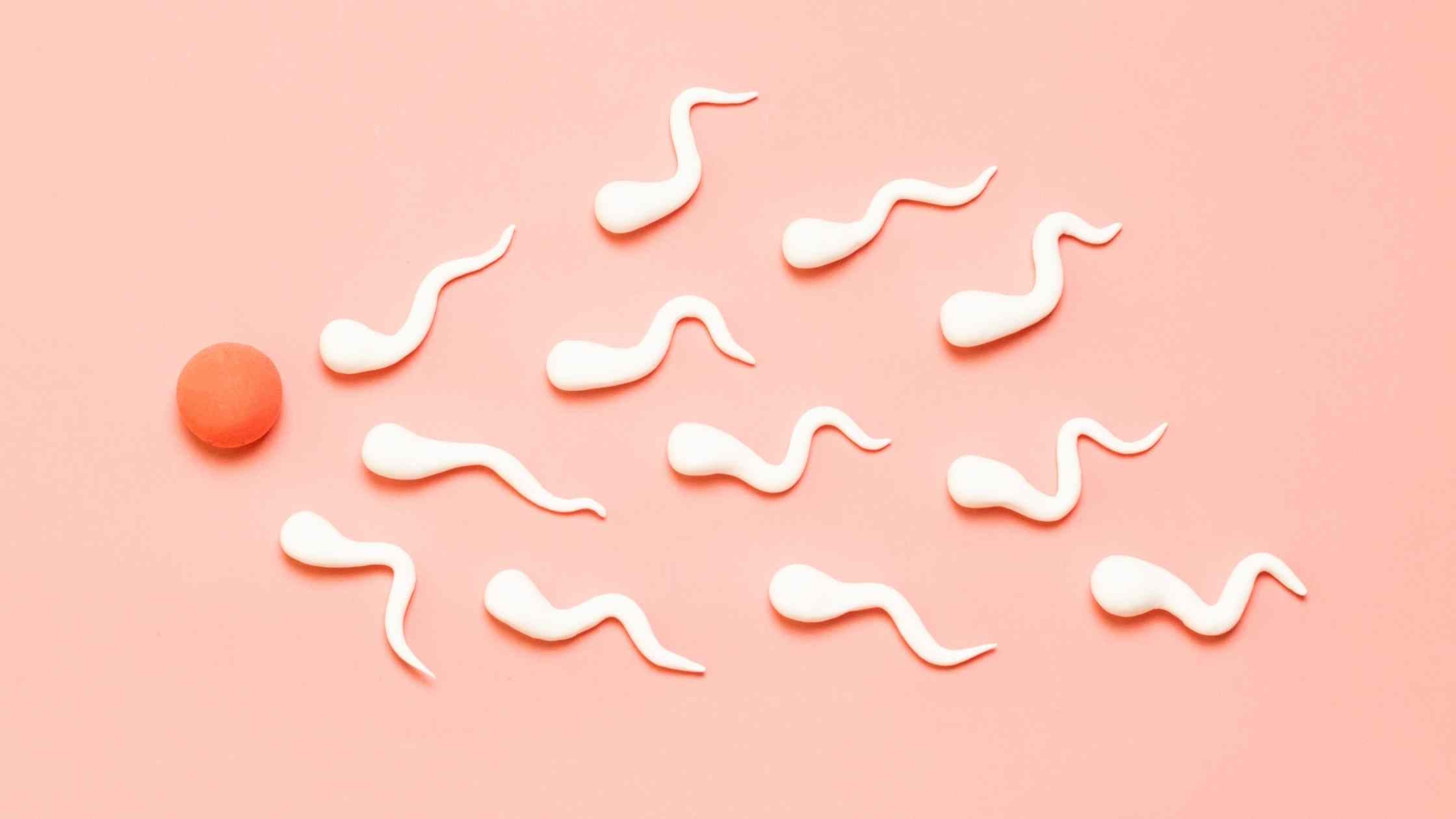 How Much Does Artificial Insemination Cost?